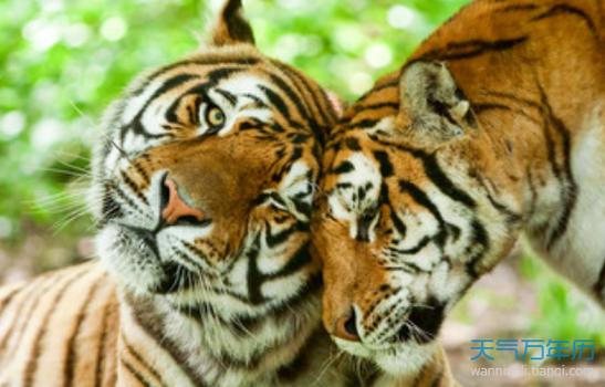 虎和虎的属相适合做夫妻吗，虎和虎的属相组合有哪些特点？