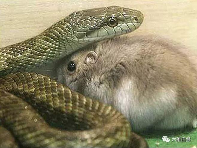 为什么鼠是蛇的贵人呢，鼠和蛇有什么关系？