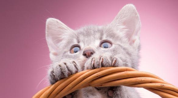 猫发出咕噜咕噜的声音是为什么，猫为什么会发出咕噜咕噜的声音？